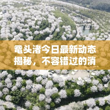 鼋头渚今日最新动态揭秘，不容错过的消息汇总