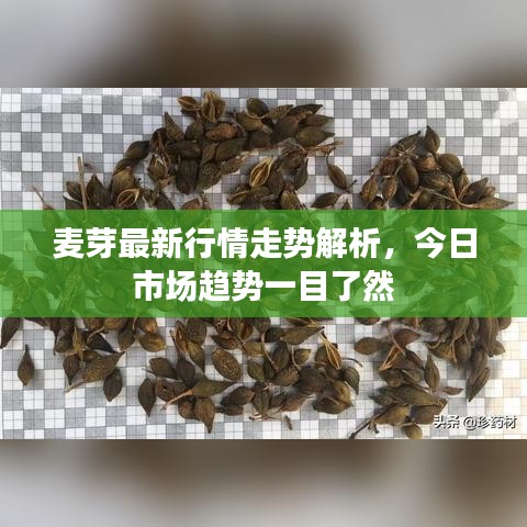 麦芽最新行情走势解析，今日市场趋势一目了然