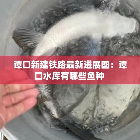 谭口新建铁路最新进展图：谭口水库有哪些鱼种 
