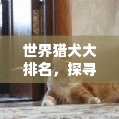世界猎犬大排名，探寻猎犬界的精英之王