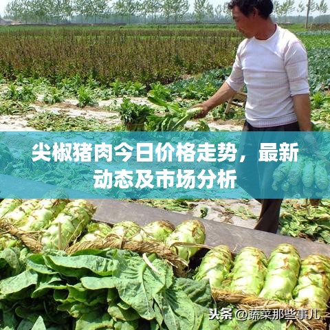 尖椒猪肉今日价格走势，最新动态及市场分析