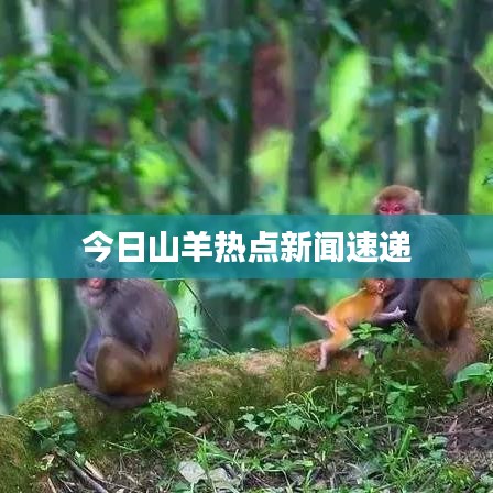 今日山羊热点新闻速递