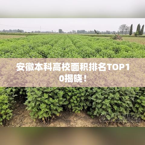 安徽本科高校面积排名TOP10揭晓！