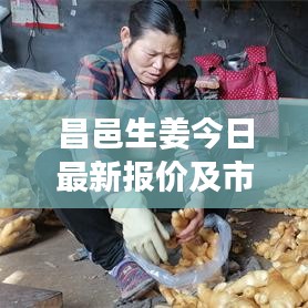 昌邑生姜今日最新报价及市场走势深度解析