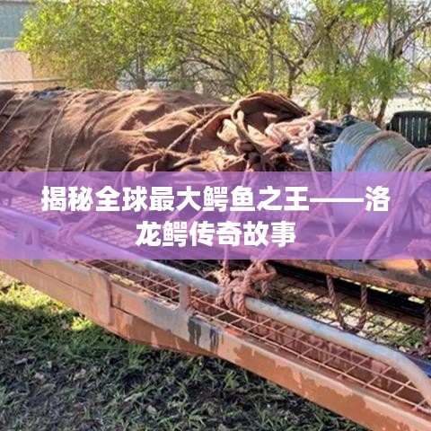 揭秘全球最大鳄鱼之王——洛龙鳄传奇故事