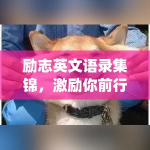 励志英文语录集锦，激励你前行的国外名言荟萃