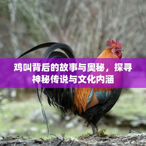 鸡叫背后的故事与奥秘，探寻神秘传说与文化内涵
