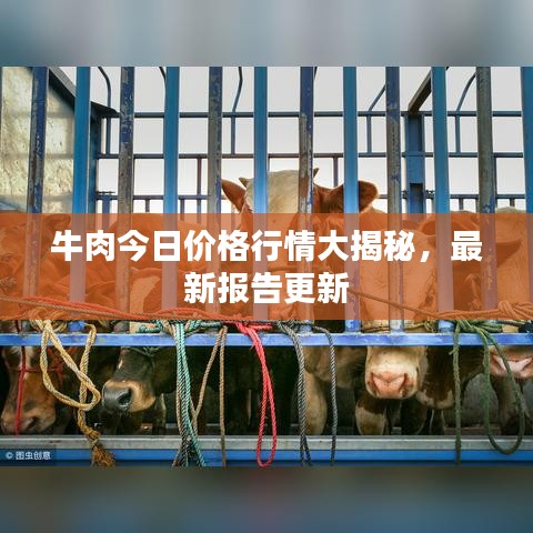 牛肉今日价格行情大揭秘，最新报告更新