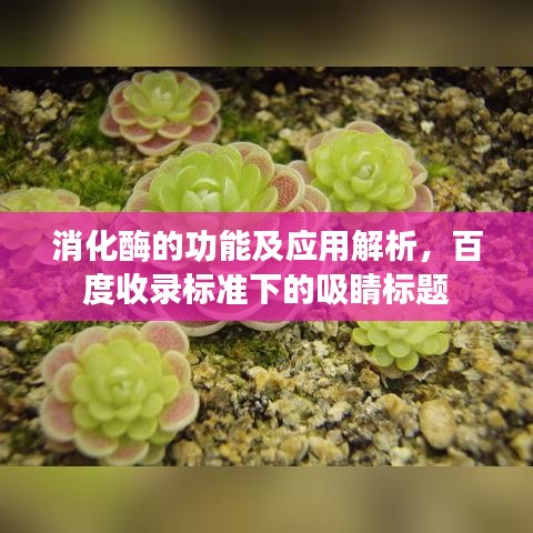 消化酶的功能及应用解析，百度收录标准下的吸睛标题