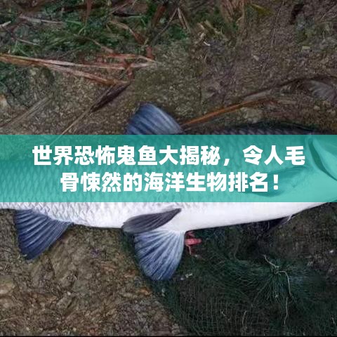 世界恐怖鬼鱼大揭秘，令人毛骨悚然的海洋生物排名！