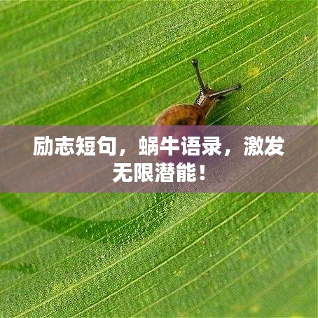 励志短句，蜗牛语录，激发无限潜能！