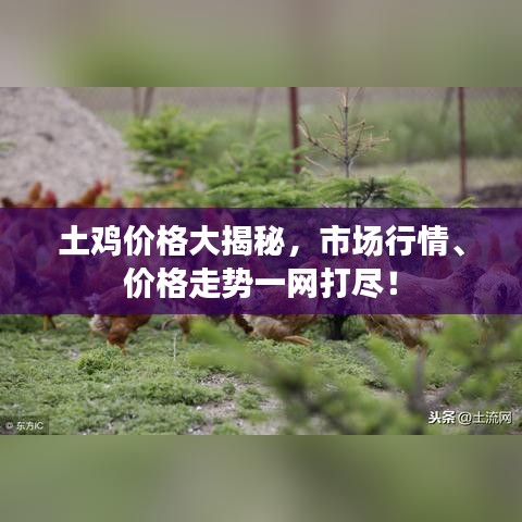 发硎新试