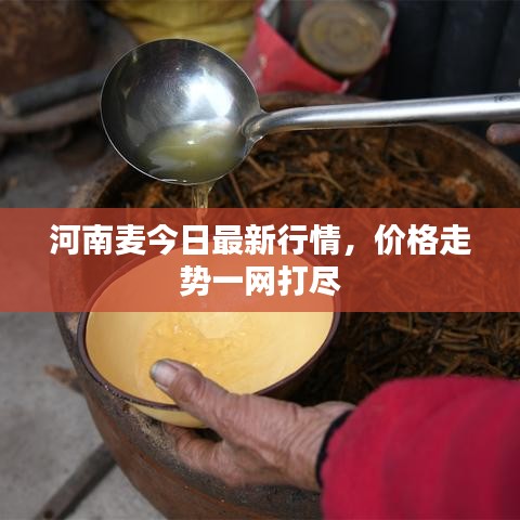 河南麦今日最新行情，价格走势一网打尽