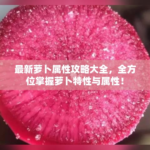 最新萝卜属性攻略大全，全方位掌握萝卜特性与属性！