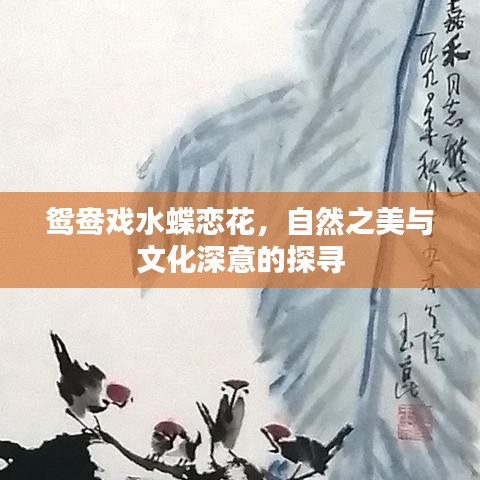 鸳鸯戏水蝶恋花，自然之美与文化深意的探寻