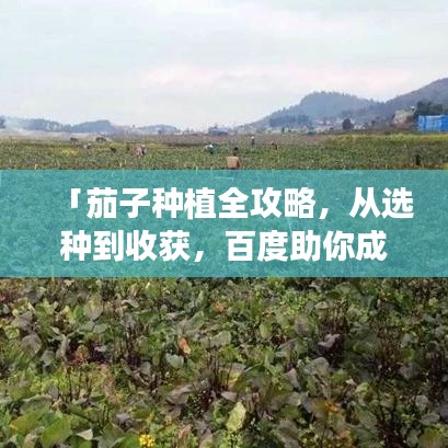 「茄子种植全攻略，从选种到收获，百度助你成为种植达人！」