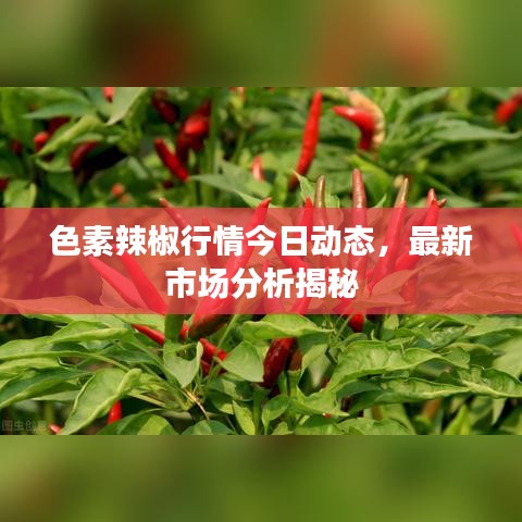 色素辣椒行情今日动态，最新市场分析揭秘