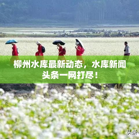 柳州水库最新动态，水库新闻头条一网打尽！