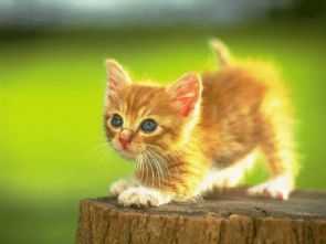 猫咪最新版本下载,权威推进方法_运动版_v5.531