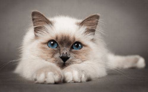 粉红猫官方下载,调整方案执行细节_开发版1_v10.743