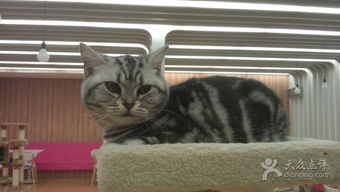 猫咪1.12官方下载,最新解答解析说明&amp;旗舰版_v7.933