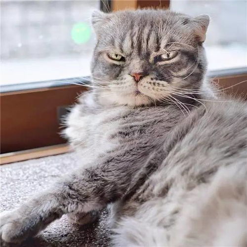 猫咪官方版下载及Ip版本,环境适应性策略应用|Ultra_v8.250