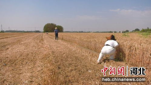 多玩盒子旧版本与麦子阅读官方下载,实践评估说明_Advance_v4.393